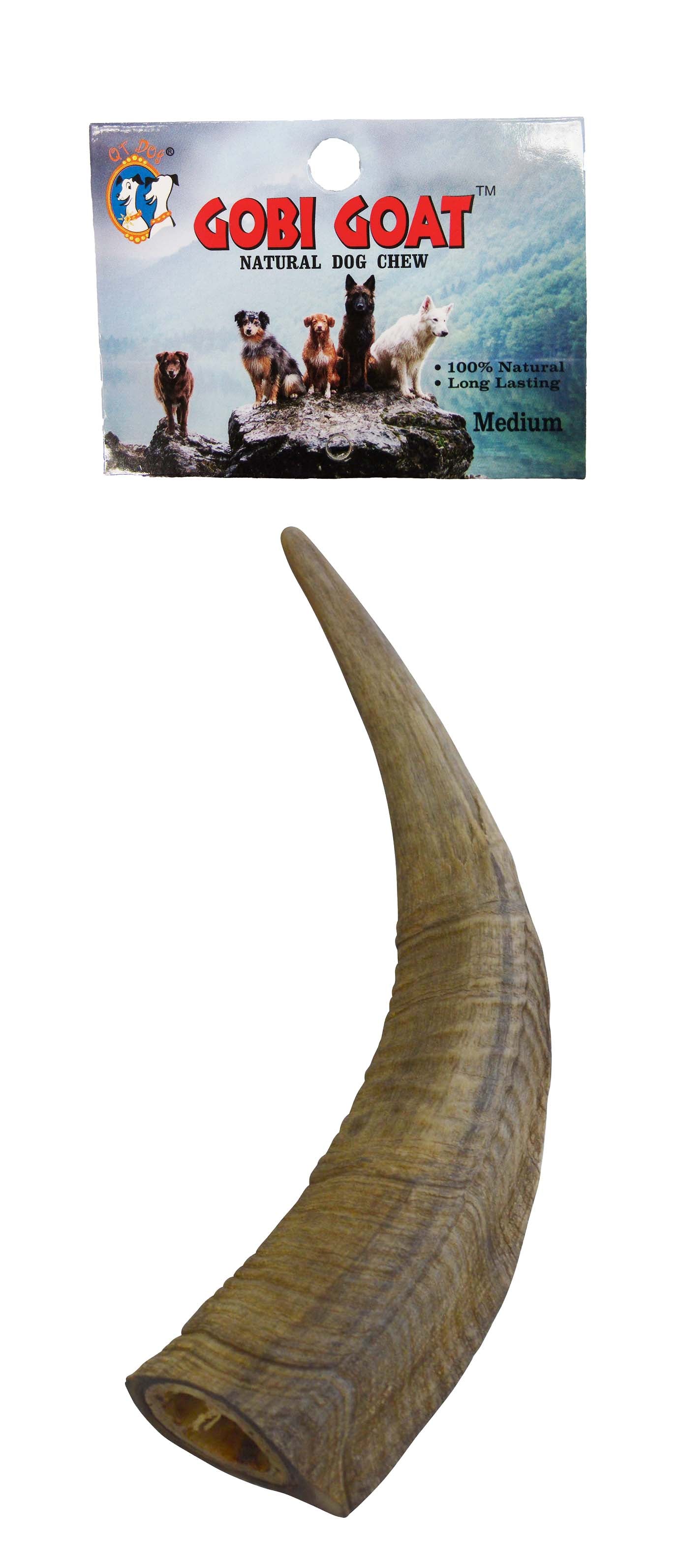 Gobi Horn