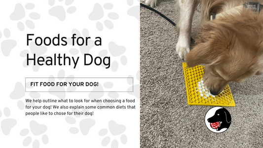 Foods for a Healthy Dog