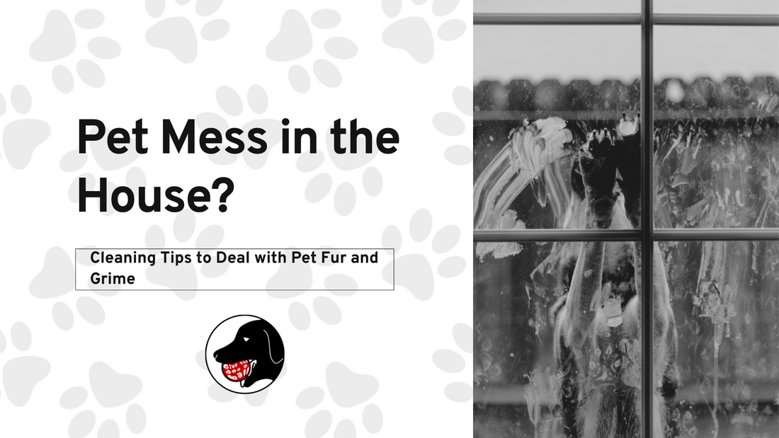 Pet Mess in the House?