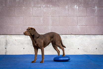 Balance Disc