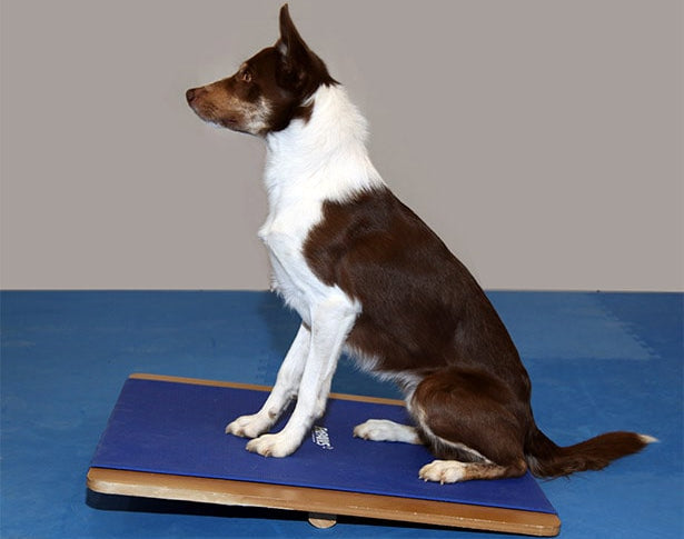 FitPAWS Giant Rocker Board