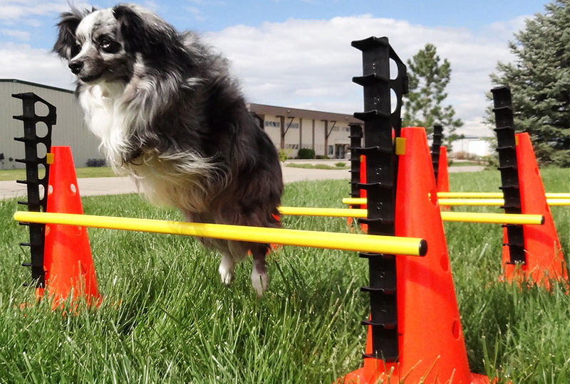 FitPAWS Hurlde Set 4 Jumps