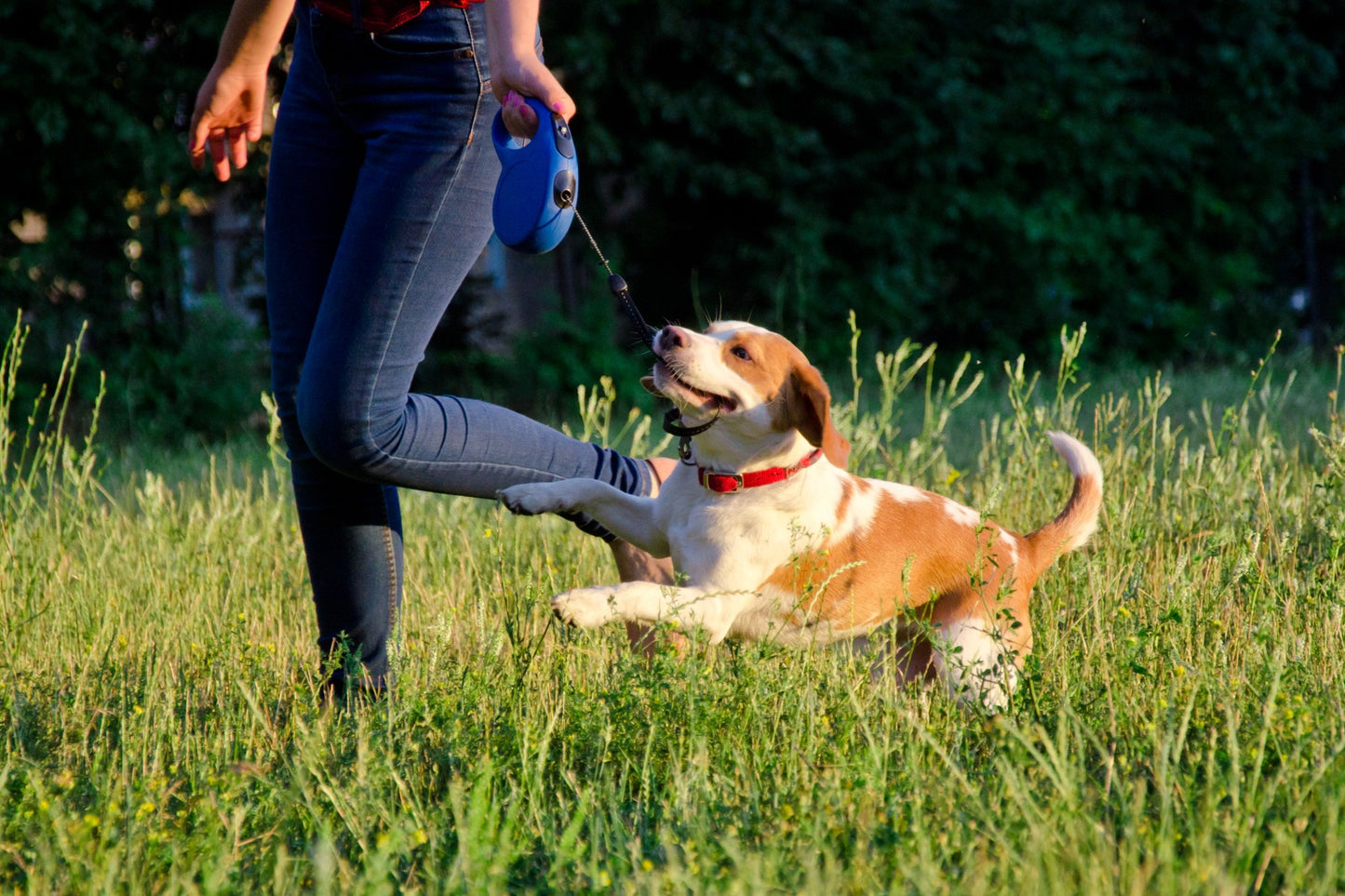 Flexi Retractable Leash