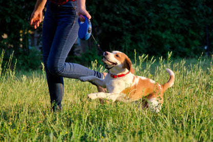 Flexi Retractable Leash
