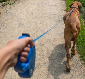 Flexi Retractable Leash