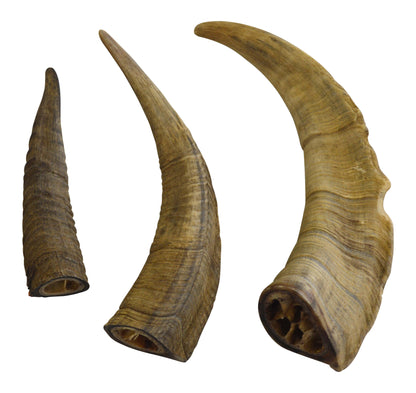 Gobi Horn