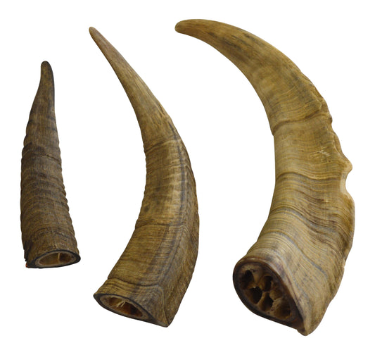 Gobi Horn