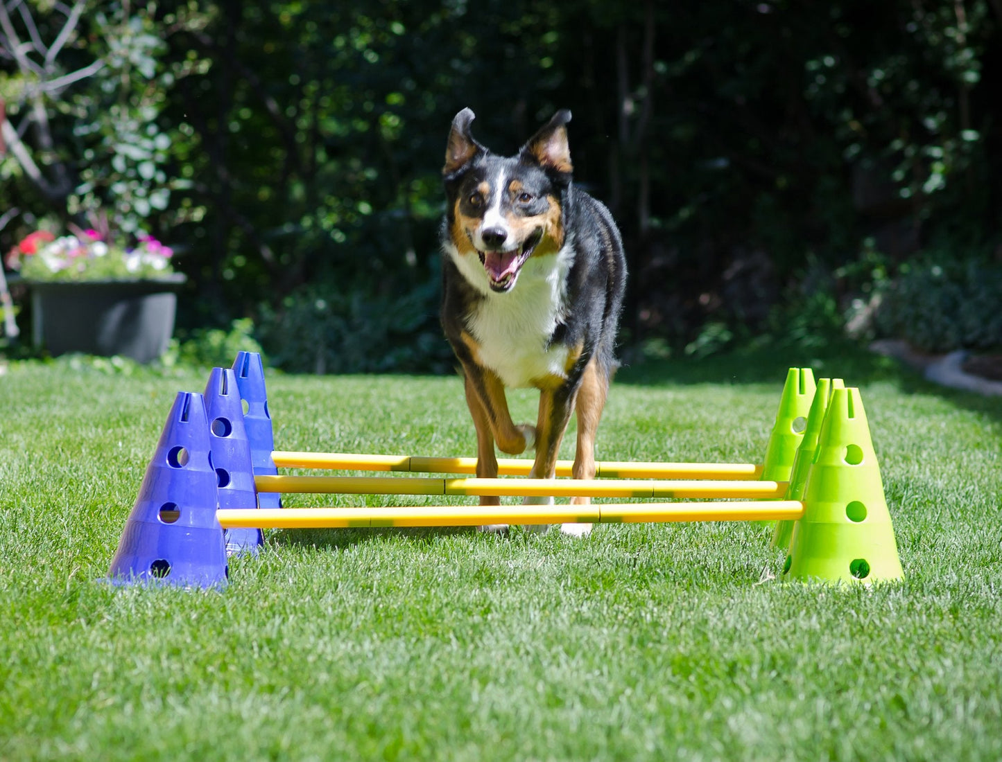 FitPAWS Agility Kit