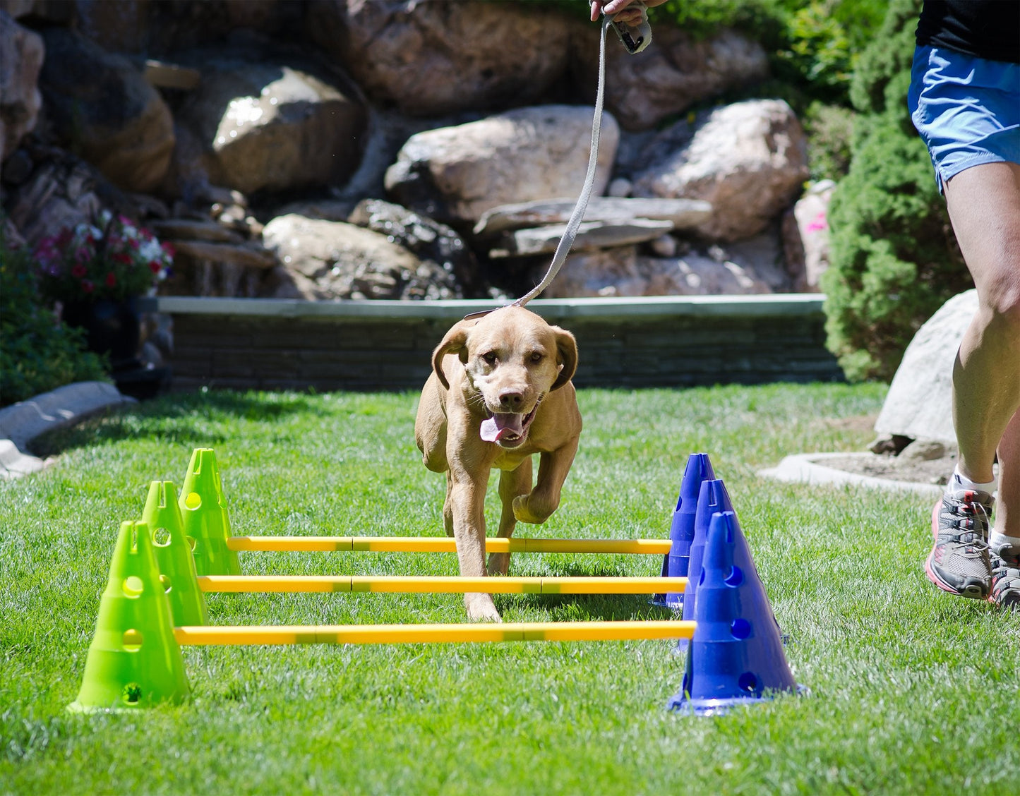 FitPAWS Agility Kit