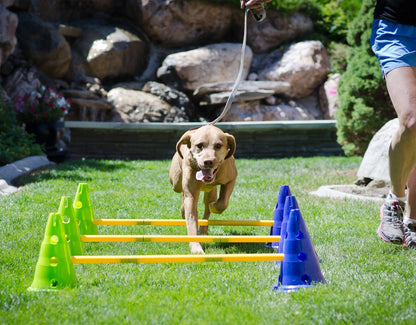 FitPAWS Agility Kit