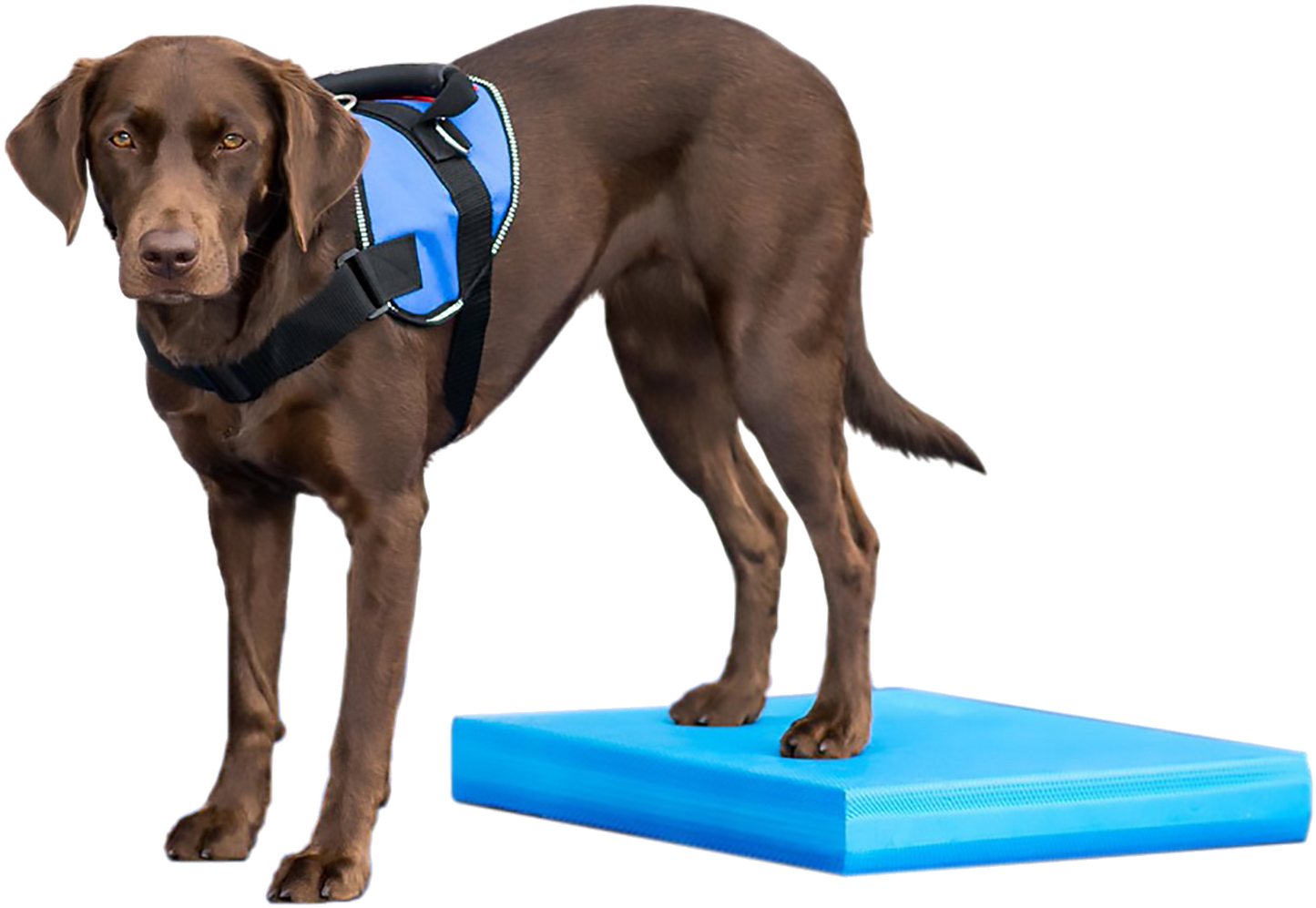 FitPAWS Balance Pad