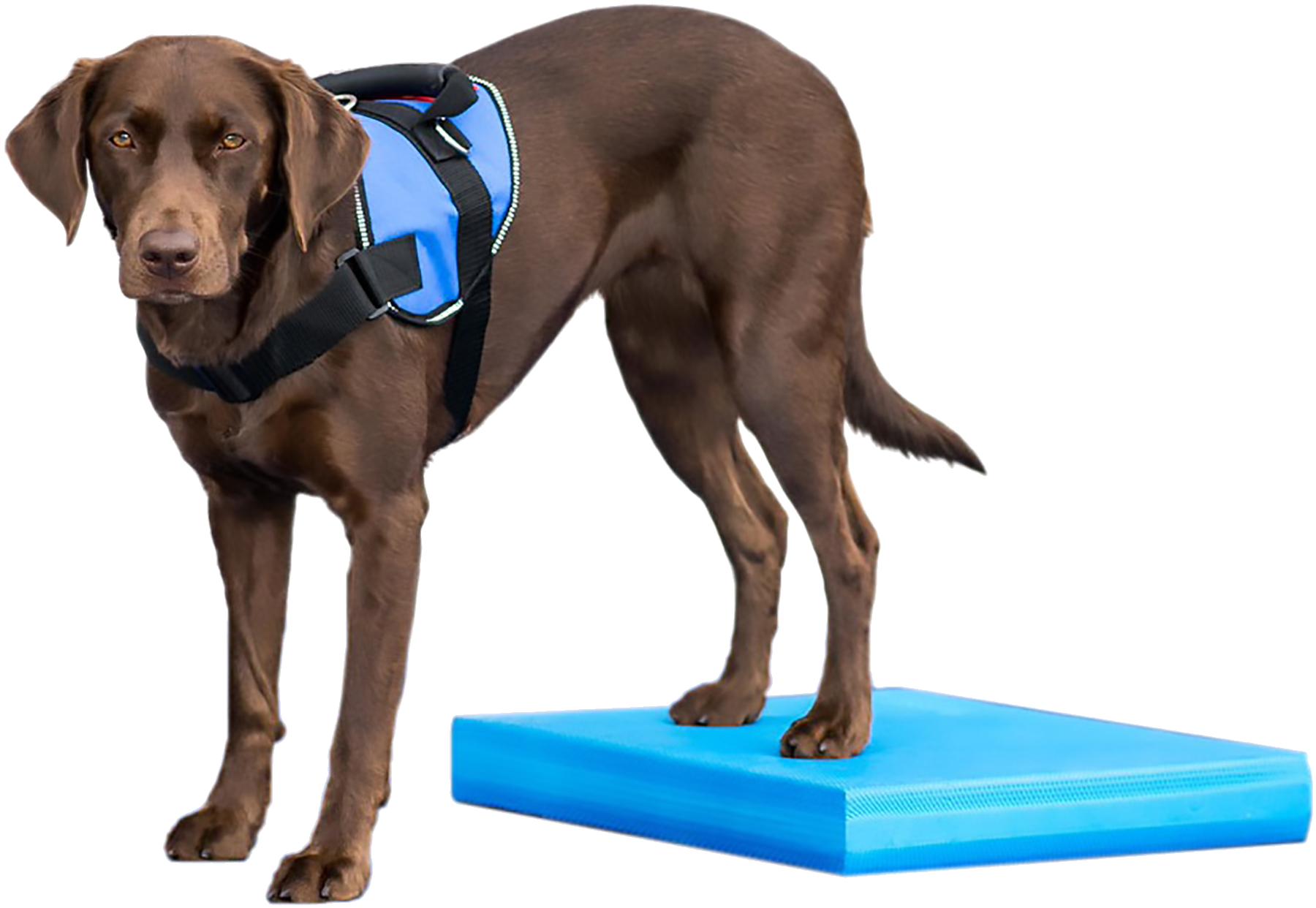 FitPAWS Balance Pad