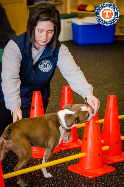 FitPAWS Hurlde Set 4 Jumps