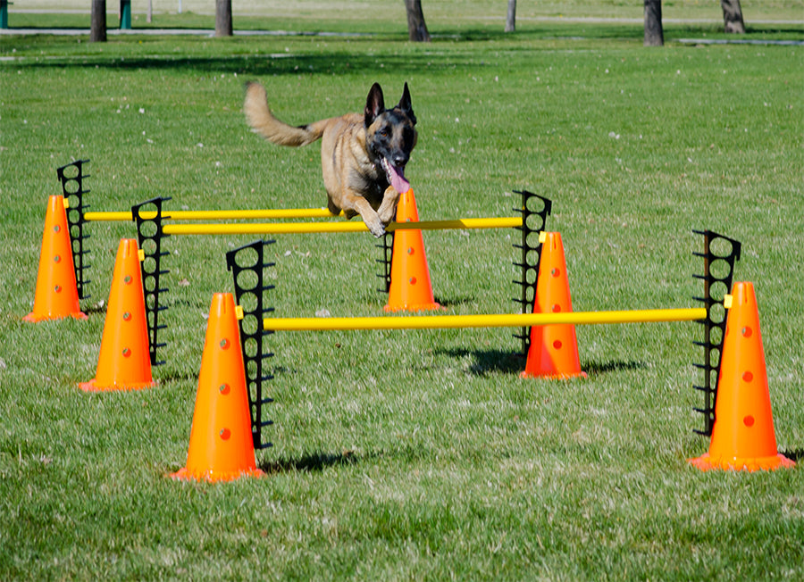 FitPAWS Hurlde Set 4 Jumps