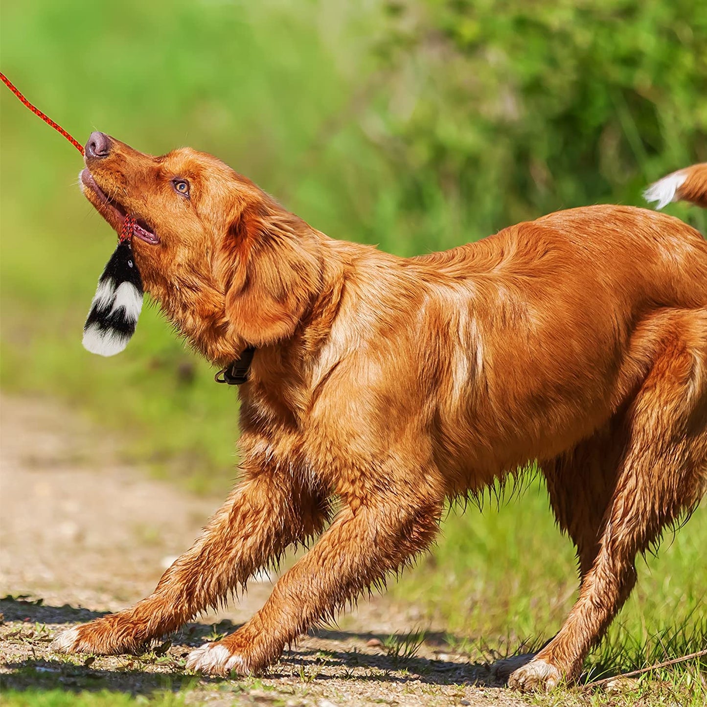 Tail Teaser Dog Flirt Pole