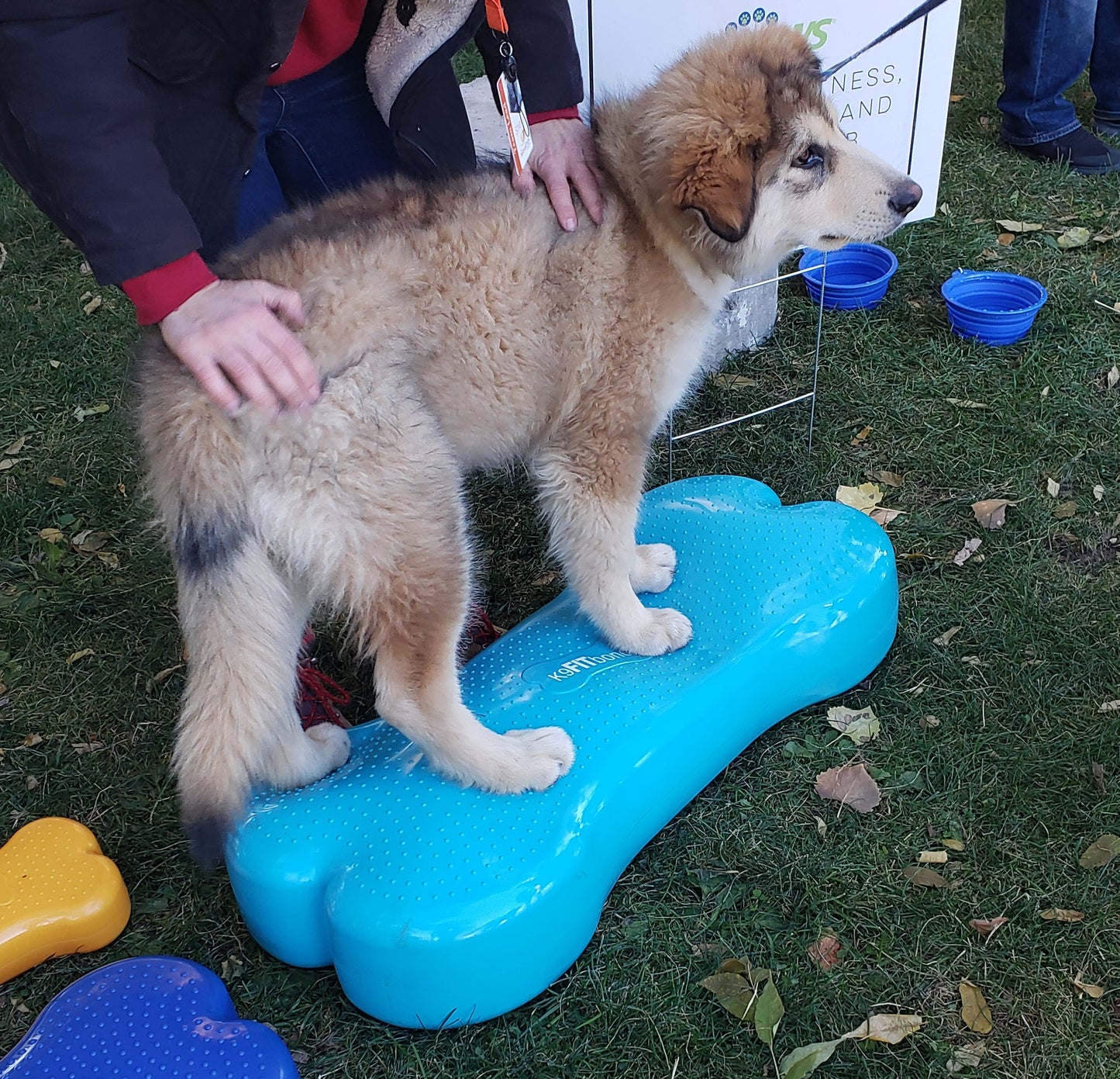 FitPAWS Giant K9FITbone