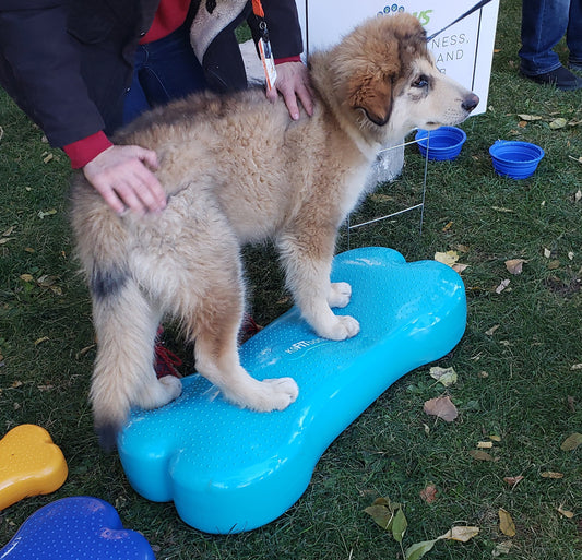 FitPAWS Giant K9FITbone