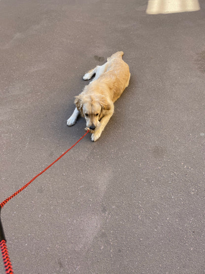 Tail Teaser Dog Flirt Pole