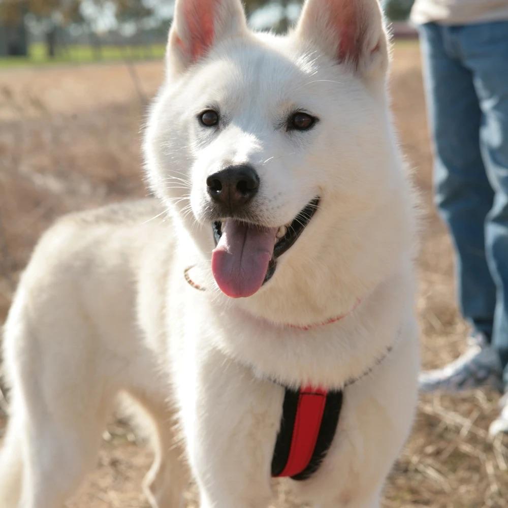 Alpine Outfitters Adjustable Harness