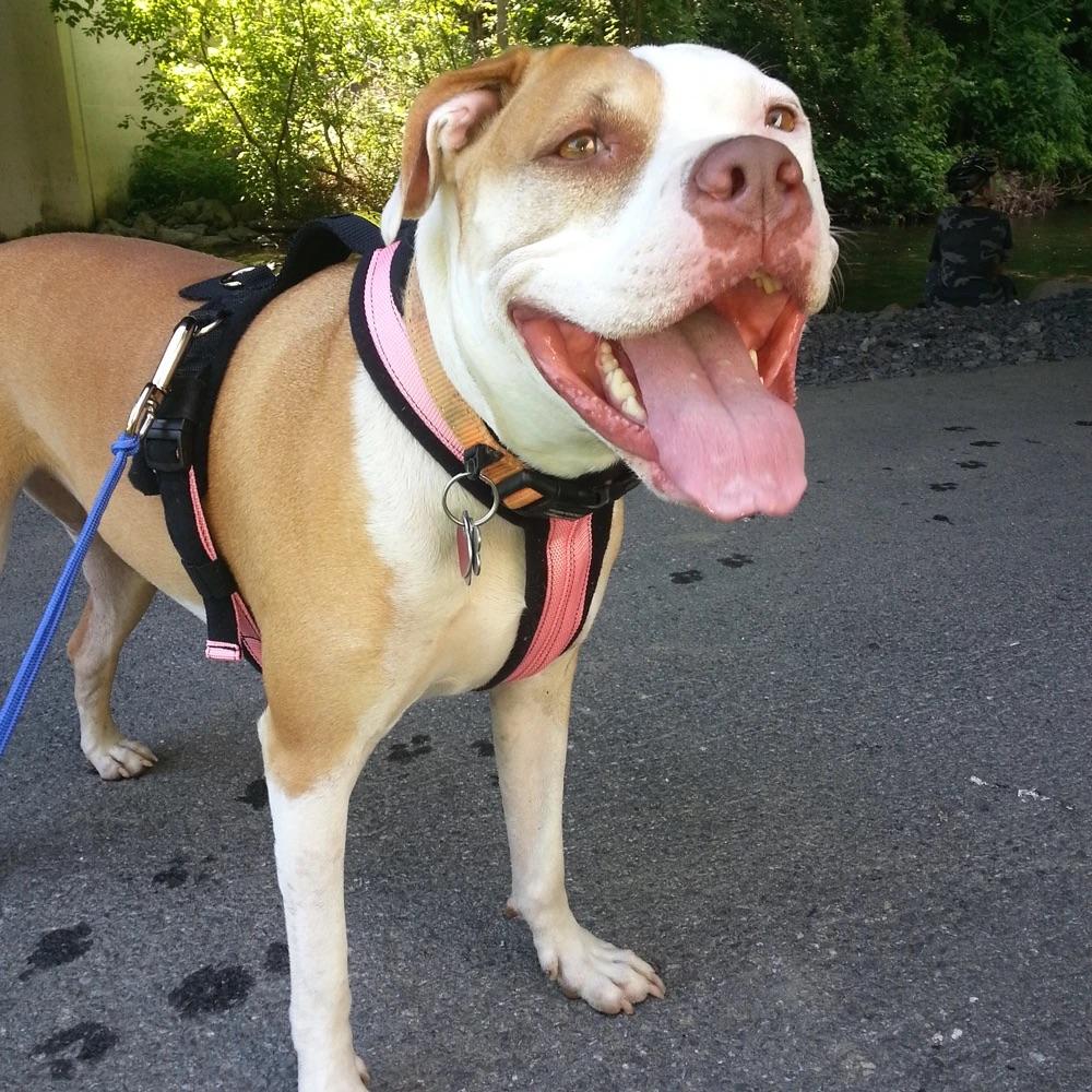 Alpine Outfitters Adjustable Harness