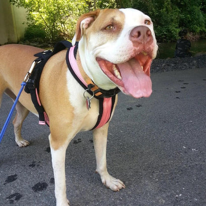 Alpine Outfitters Adjustable Harness